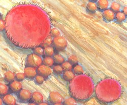 eyelash fungus - painting