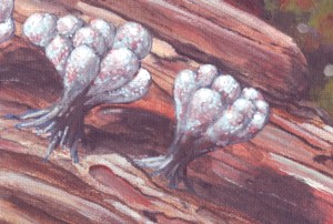 Painted from a cultivated specimen