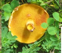 white pine bolete, Guelph Lake ON