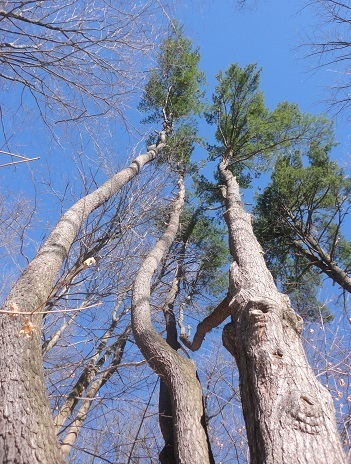 white pine - wolf tree